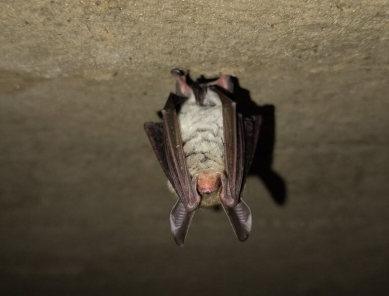 Nowy gatunek nietoperza w Kampinoskim Parku Narodowym